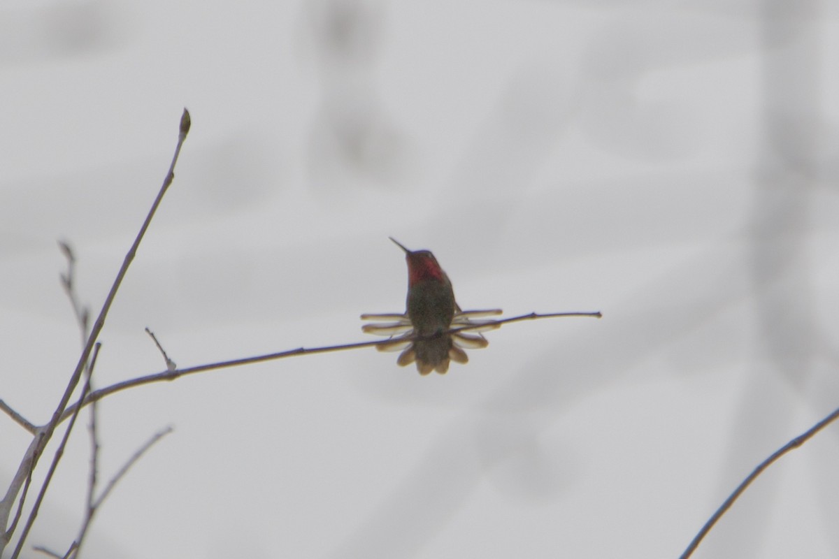 Anna's Hummingbird - Ruth Wittersgreen