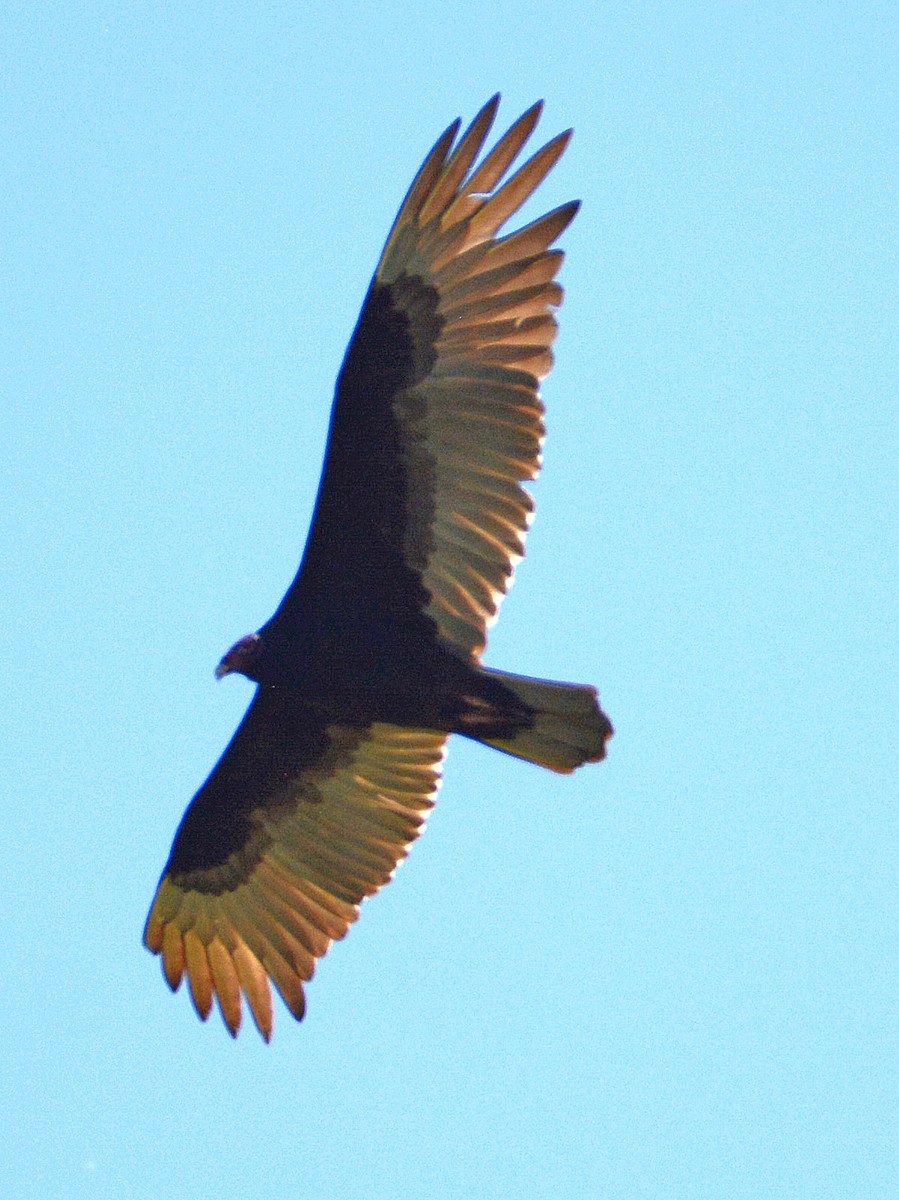 Turkey Vulture - Kenneth Butler