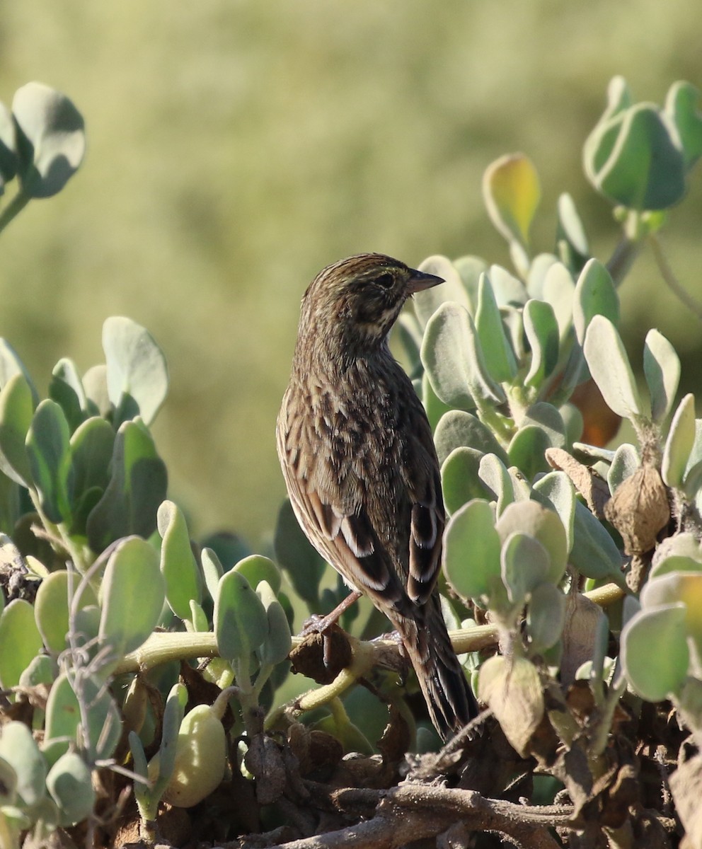 Savannah Sparrow (Belding's) - ML153844921