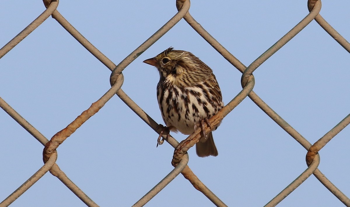 Savannah Sparrow (Belding's) - Hendrik Swanepoel
