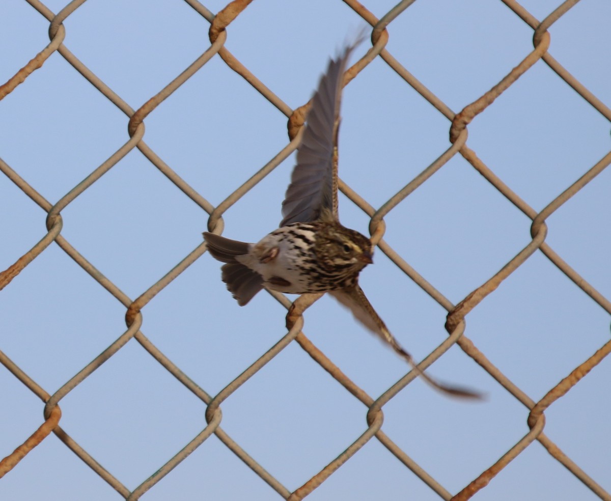 Savannah Sparrow (Belding's) - Hendrik Swanepoel