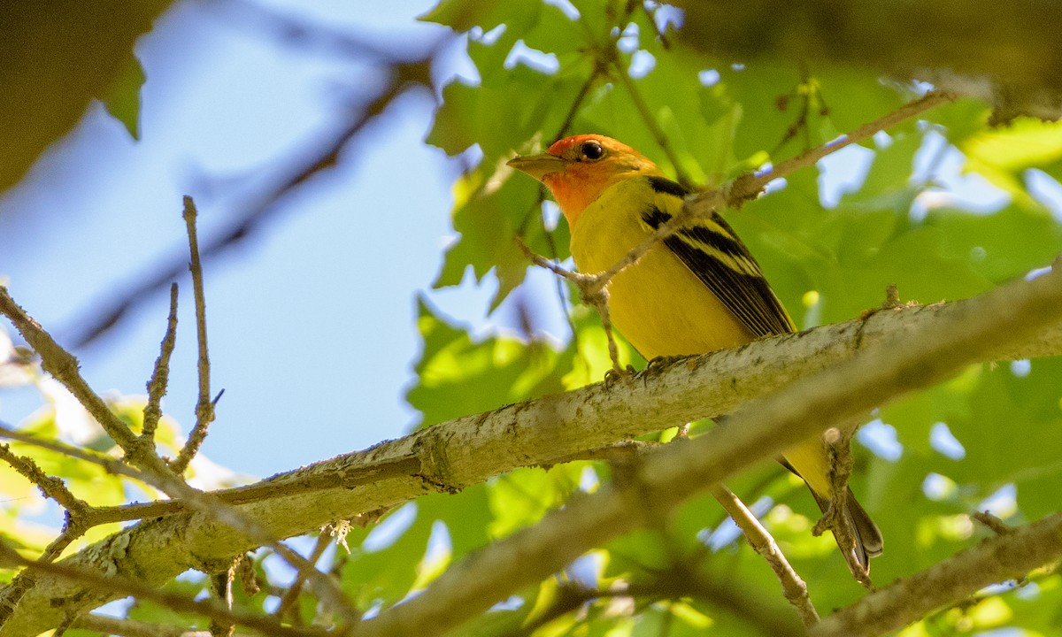 Western Tanager - ML153845041