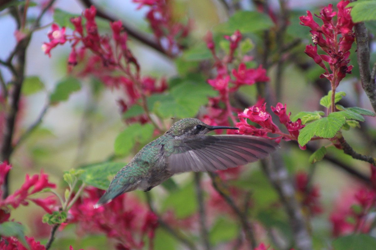 Anna's Hummingbird - Keith Matthieu