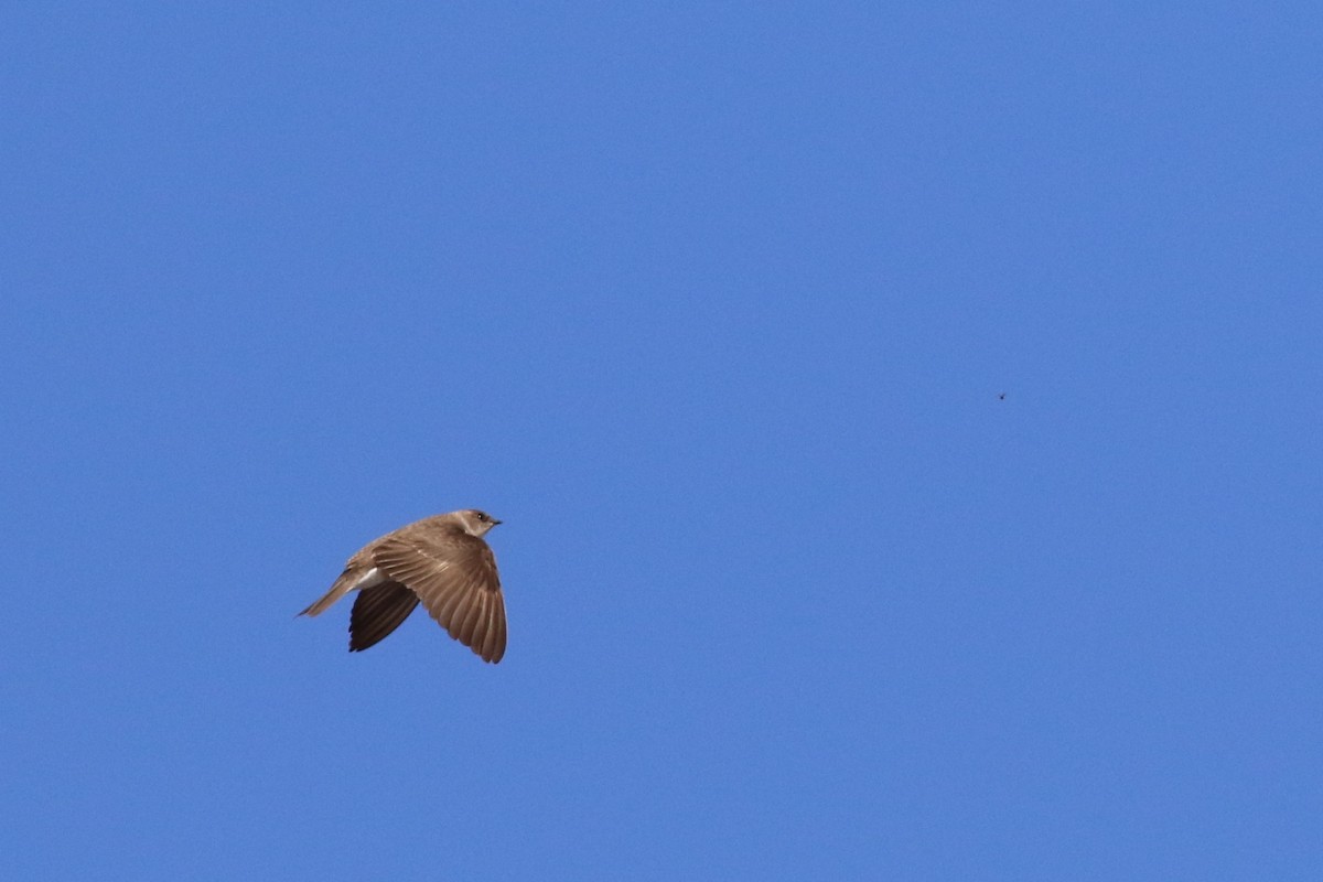 Northern Rough-winged Swallow - ML153845791