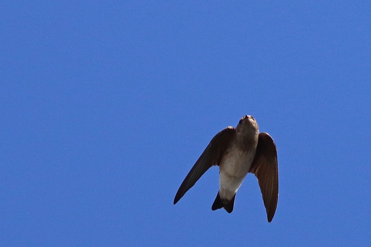 Northern Rough-winged Swallow - Brian Miller