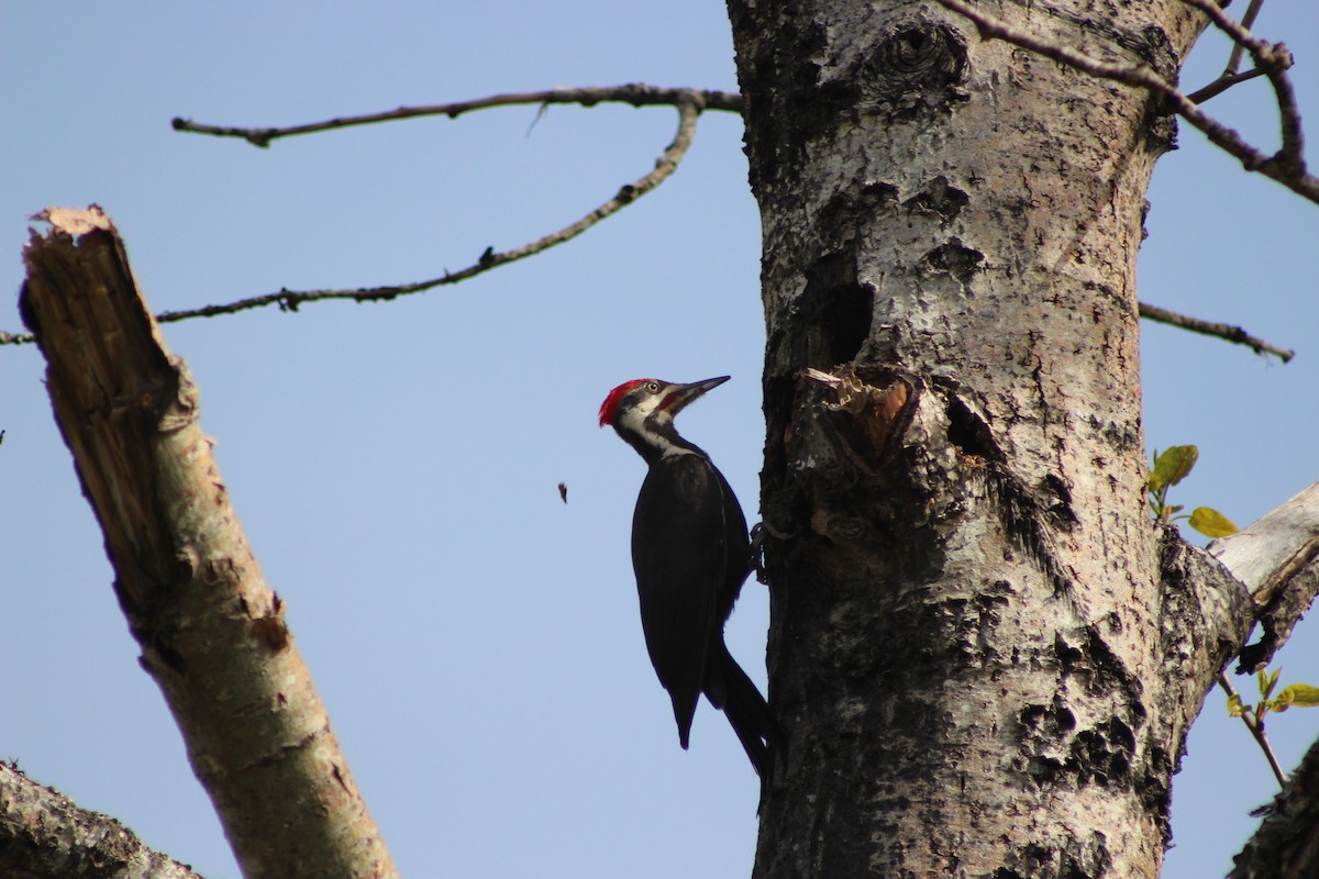 Pileated Woodpecker - Keith Matthieu
