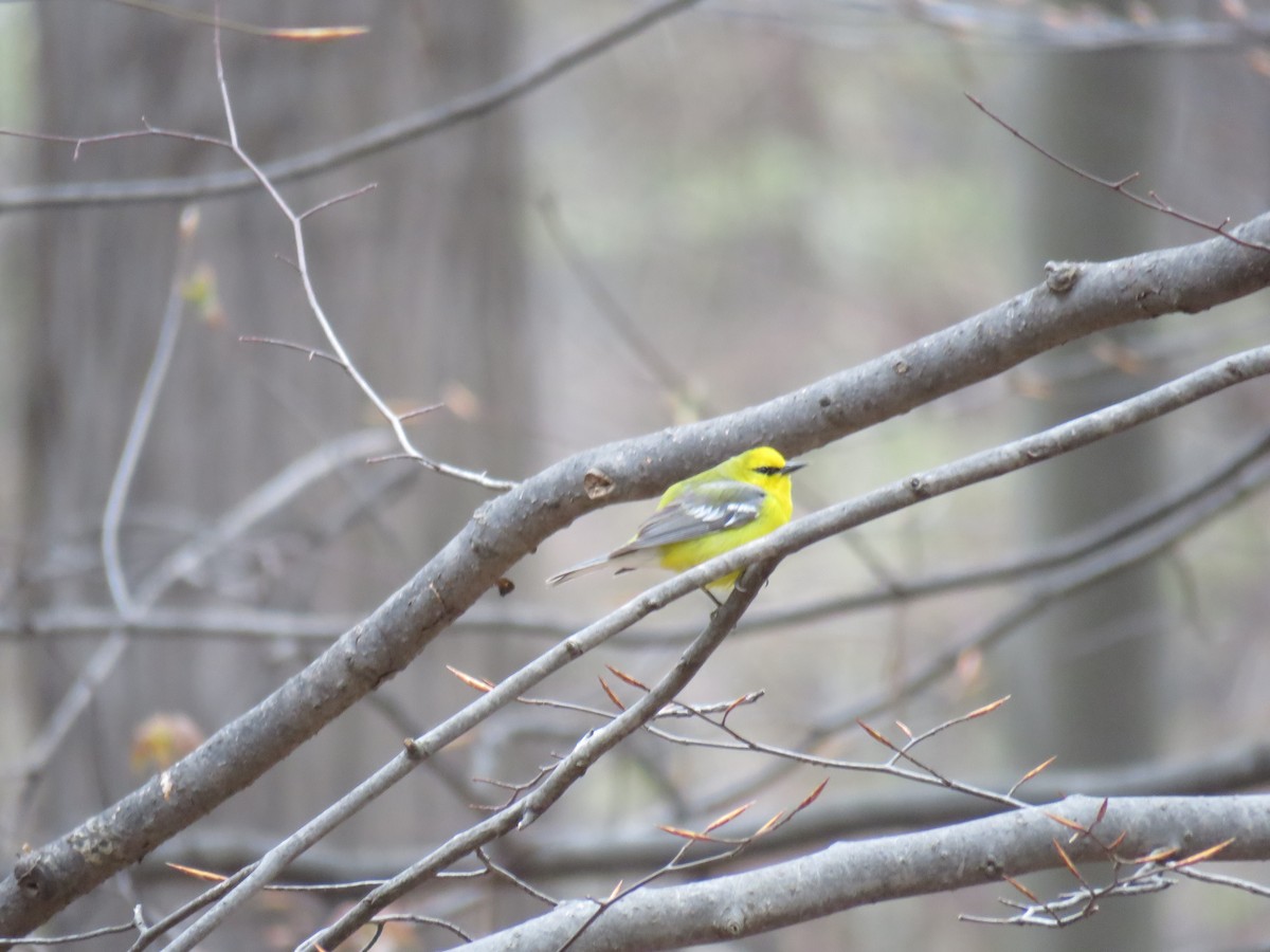 Blue-winged Warbler - Mary Trombley