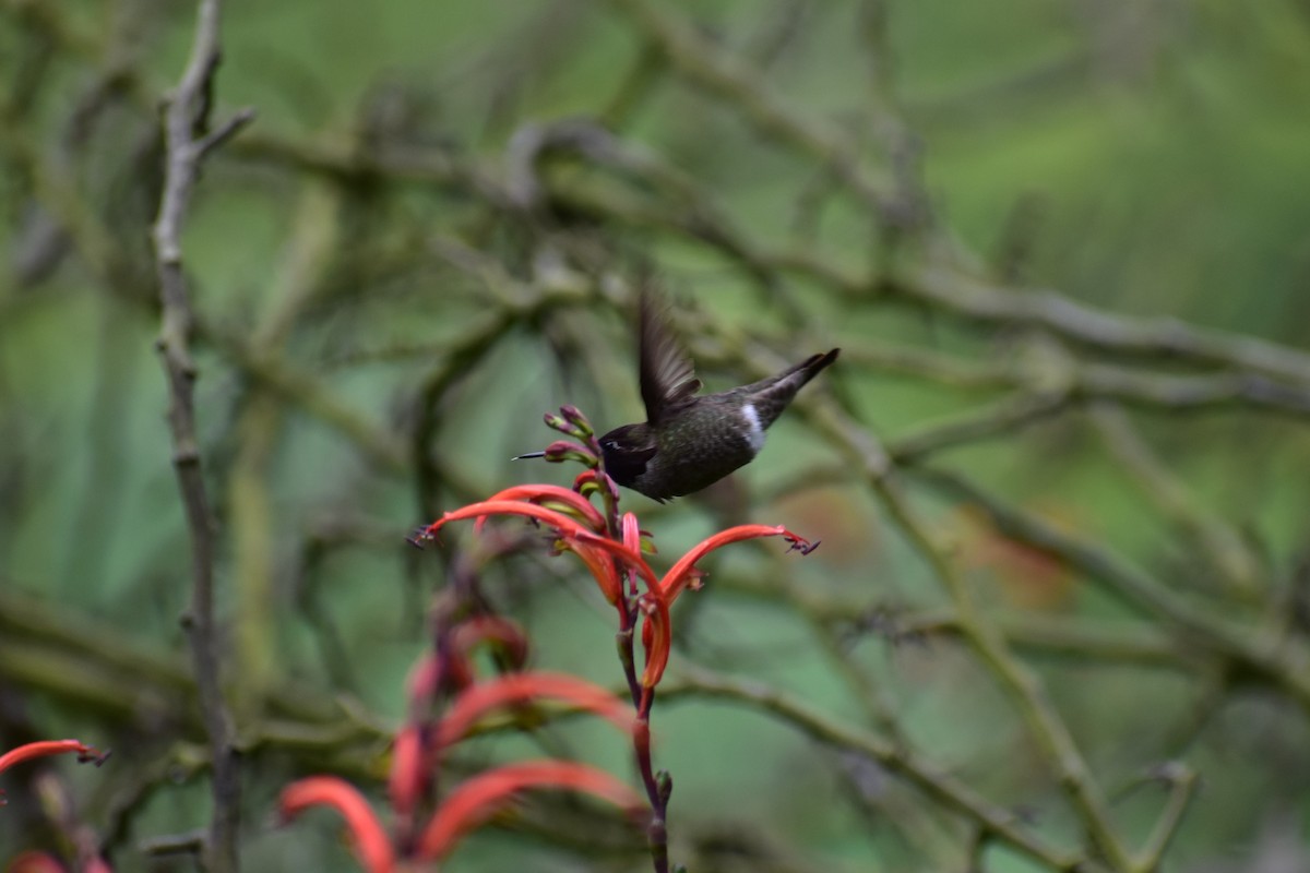 Anna's Hummingbird - ML153846611