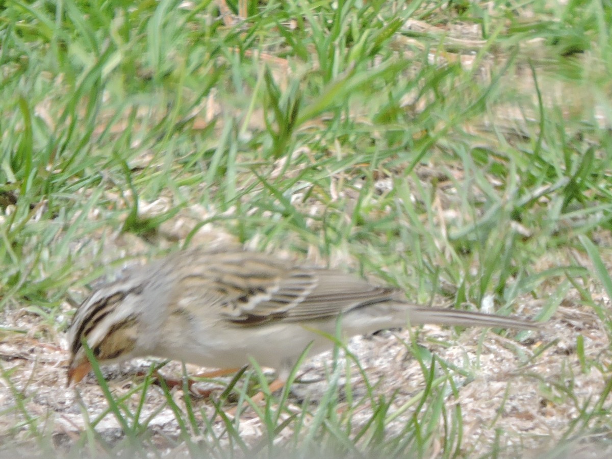 Clay-colored Sparrow - ML153846791