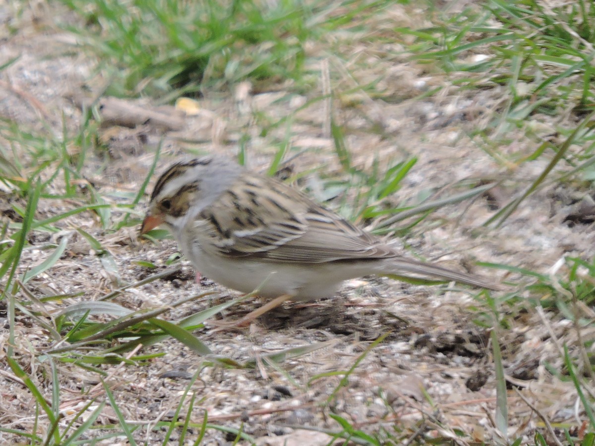 Clay-colored Sparrow - ML153846891
