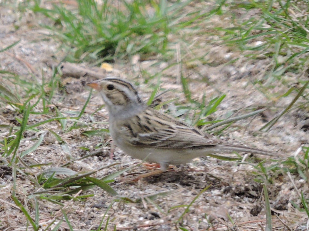 Clay-colored Sparrow - ML153846901