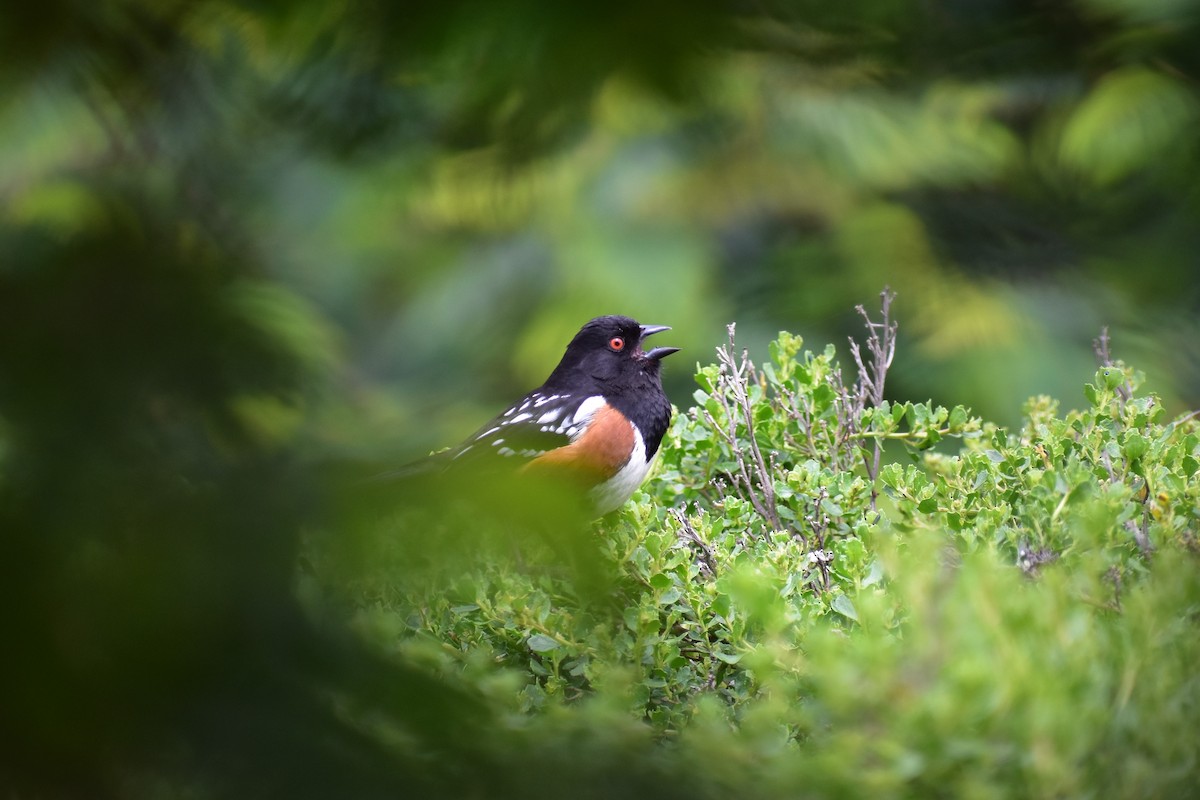 Spotted Towhee - ML153846981