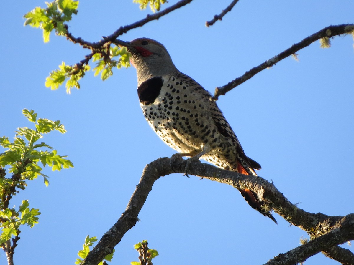 Northern Flicker (Red-shafted) - Garth Harwood