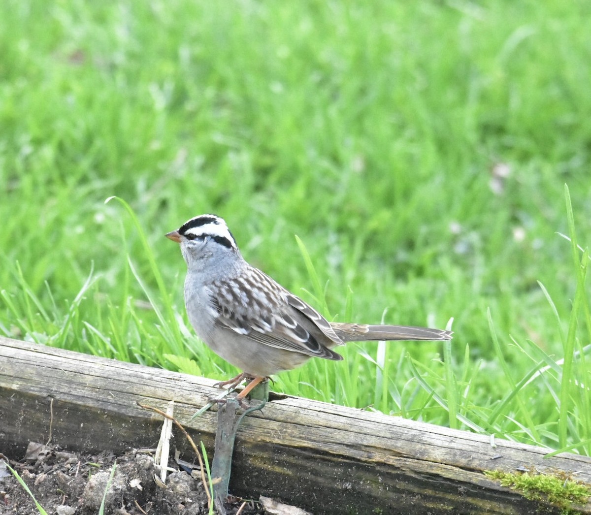 White-crowned Sparrow - Audra Hixson
