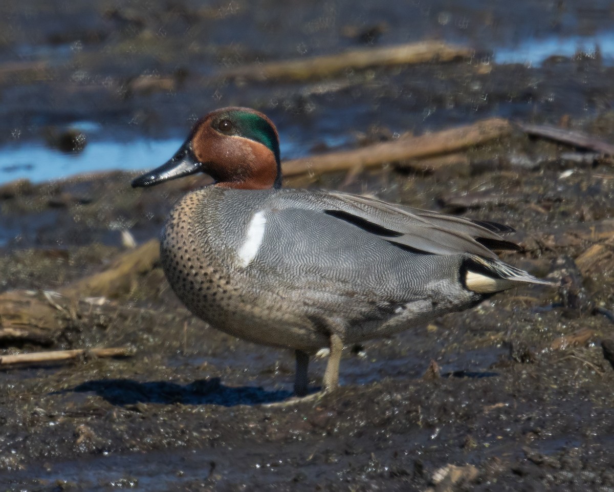 Green-winged Teal - ML153847361
