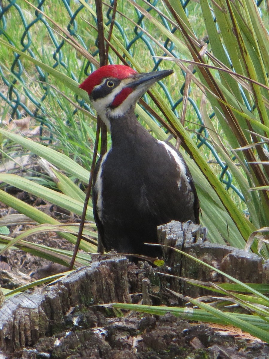 Pileated Woodpecker - Tom Rohrer