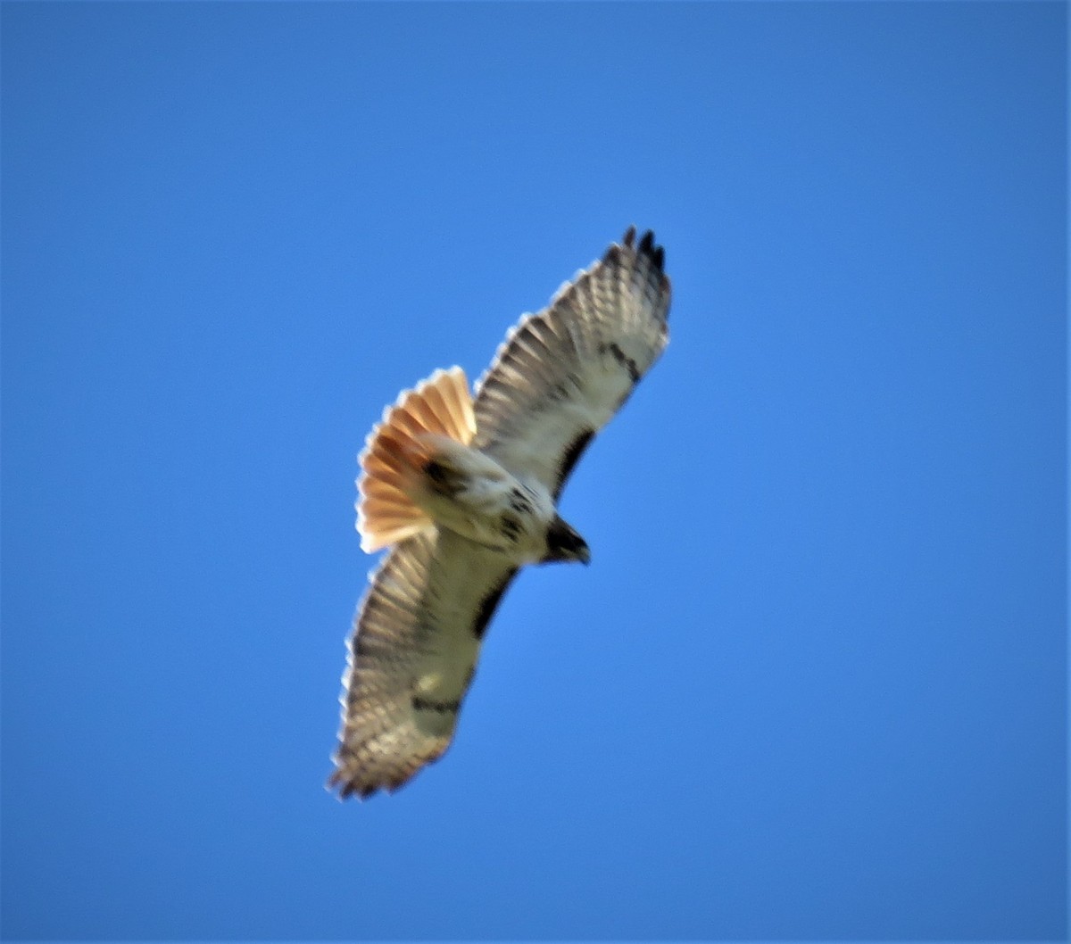 Red-tailed Hawk - judy parrot-willis