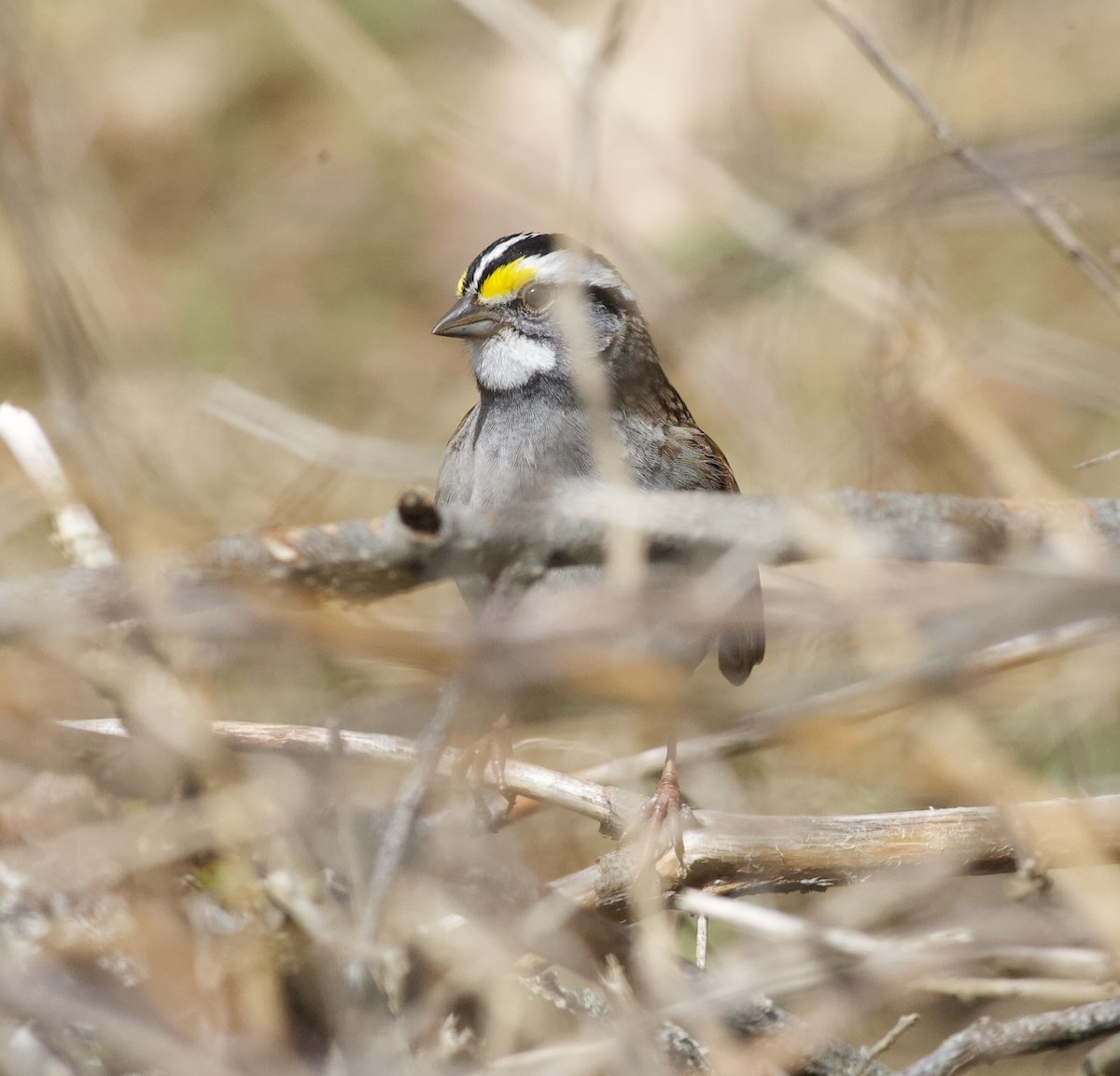 White-throated Sparrow - Nick  Lund