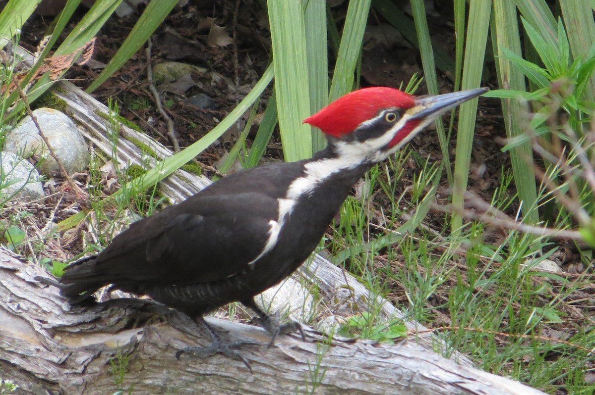 Pileated Woodpecker - Tom Rohrer
