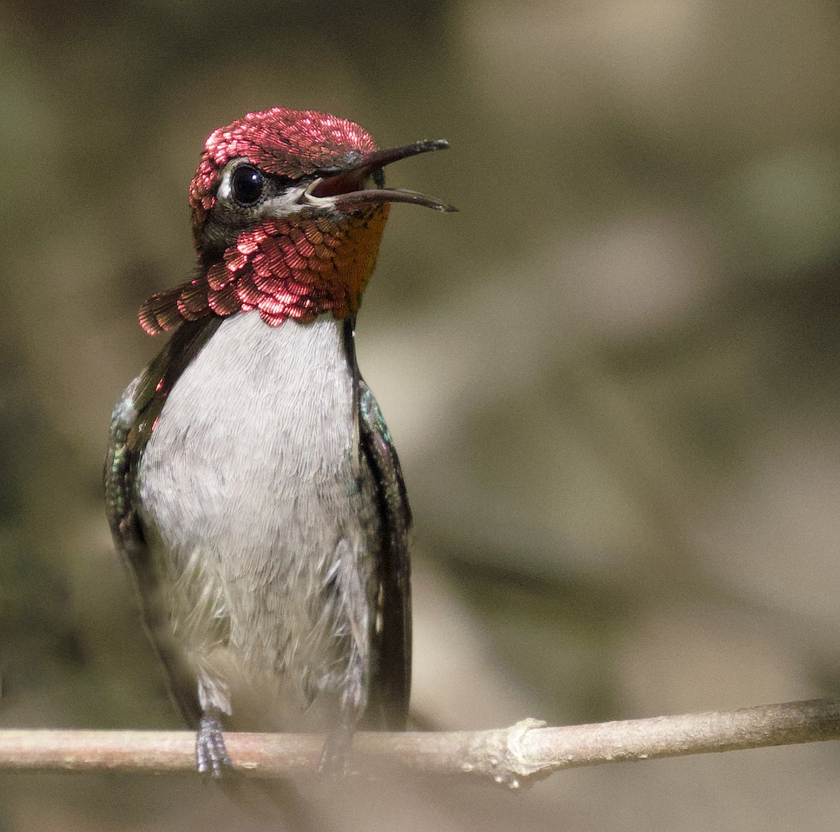 Bee Hummingbird - David Ascanio