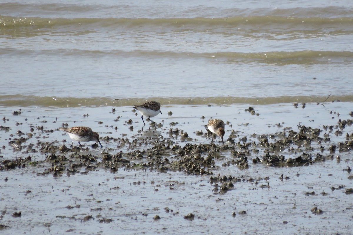 Western Sandpiper - Keith Riding