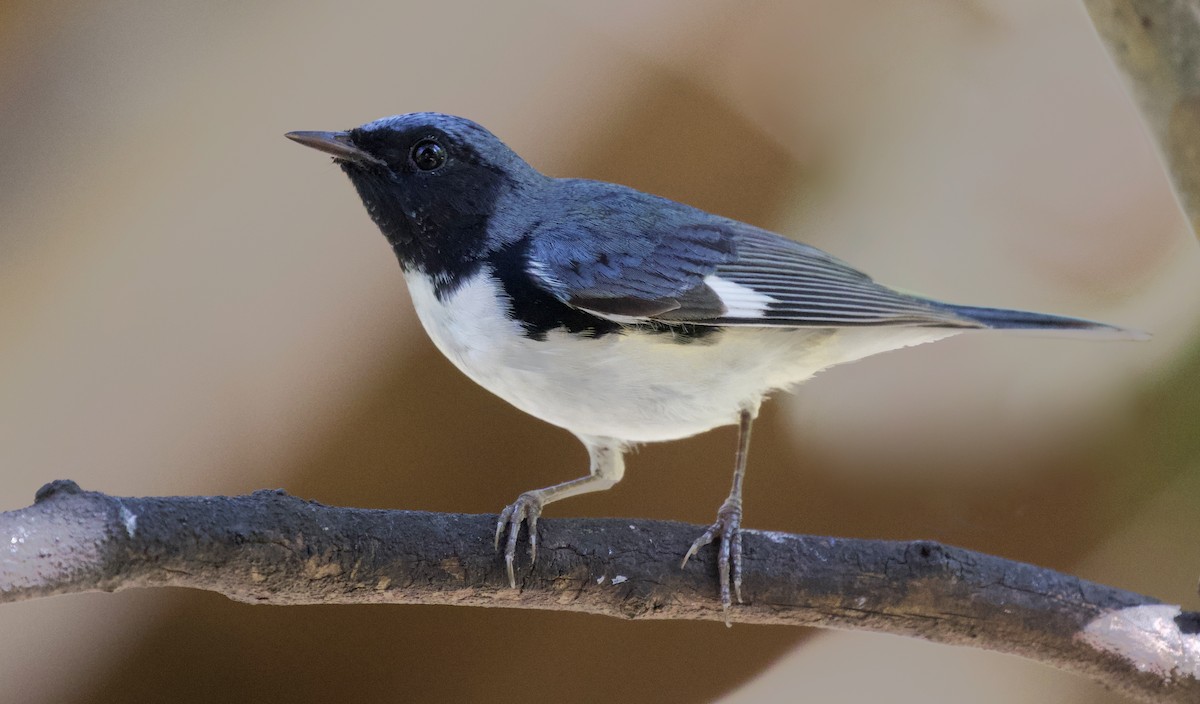 Black-throated Blue Warbler - David Ascanio