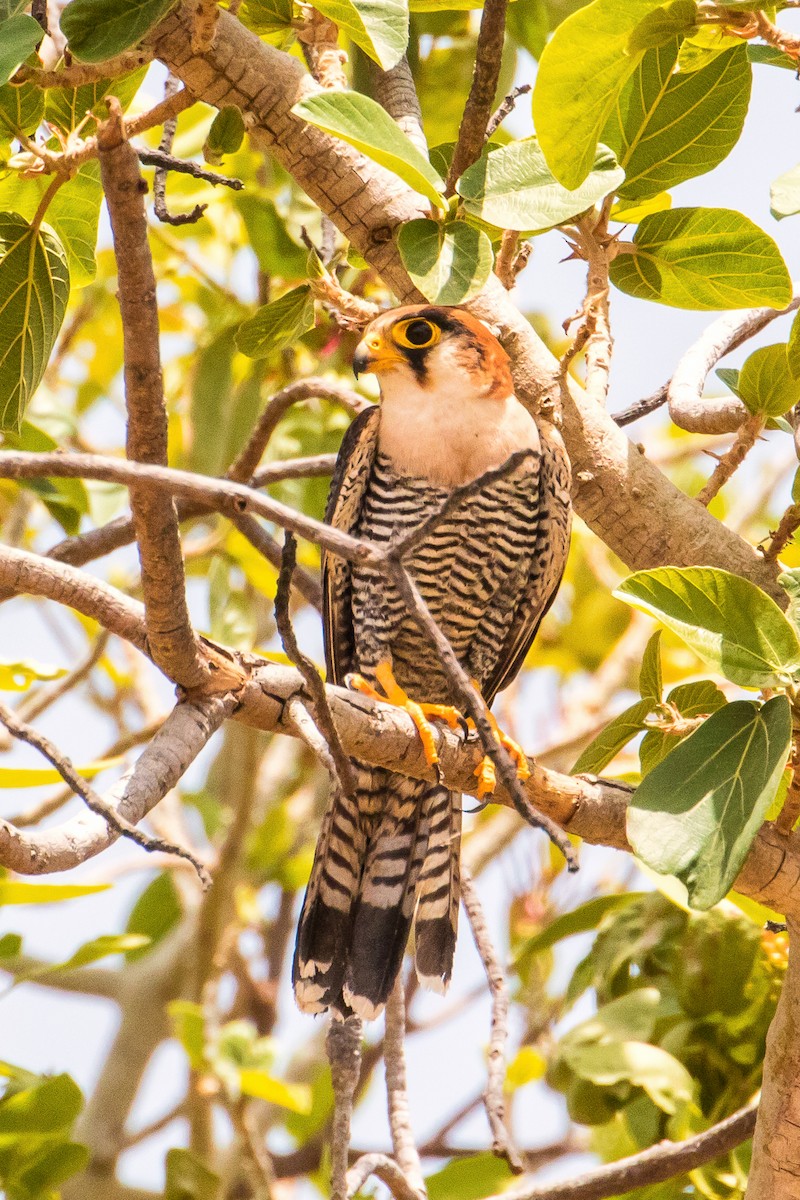 Red-necked Falcon - ML153849131