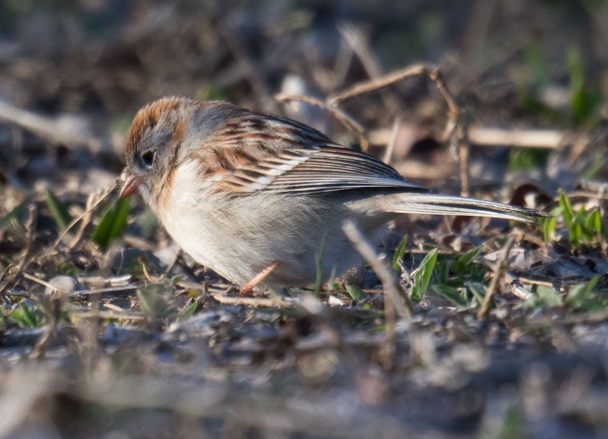Field Sparrow - Darlene Friedman