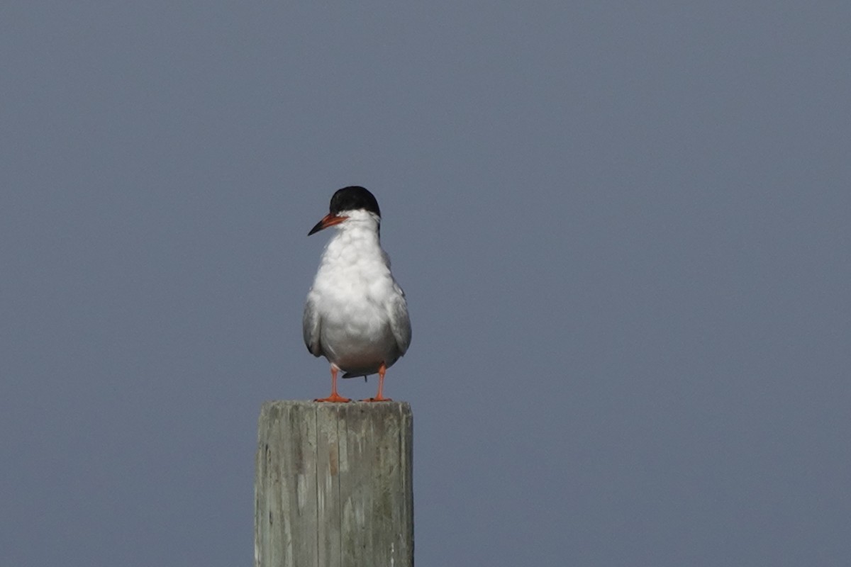 Forster's Tern - Sara Griffith