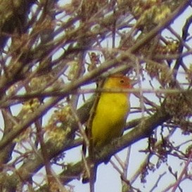 Western Tanager - ML153850191