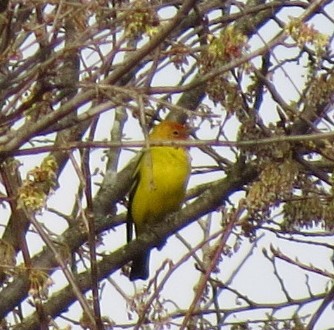 Western Tanager - ML153850201