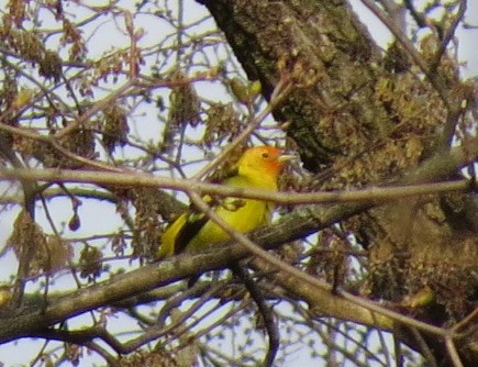 Western Tanager - ML153850231