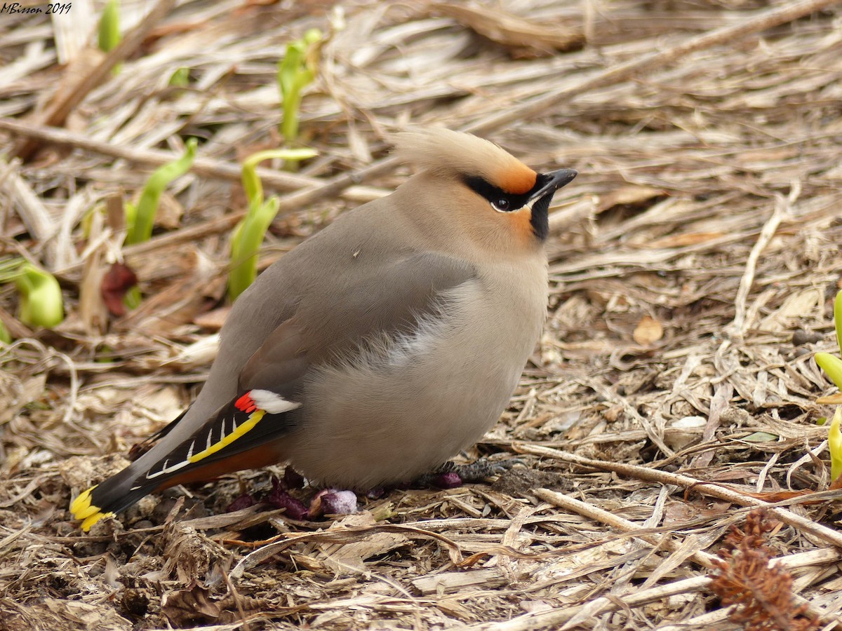 Bohemian Waxwing - Micheline Bisson