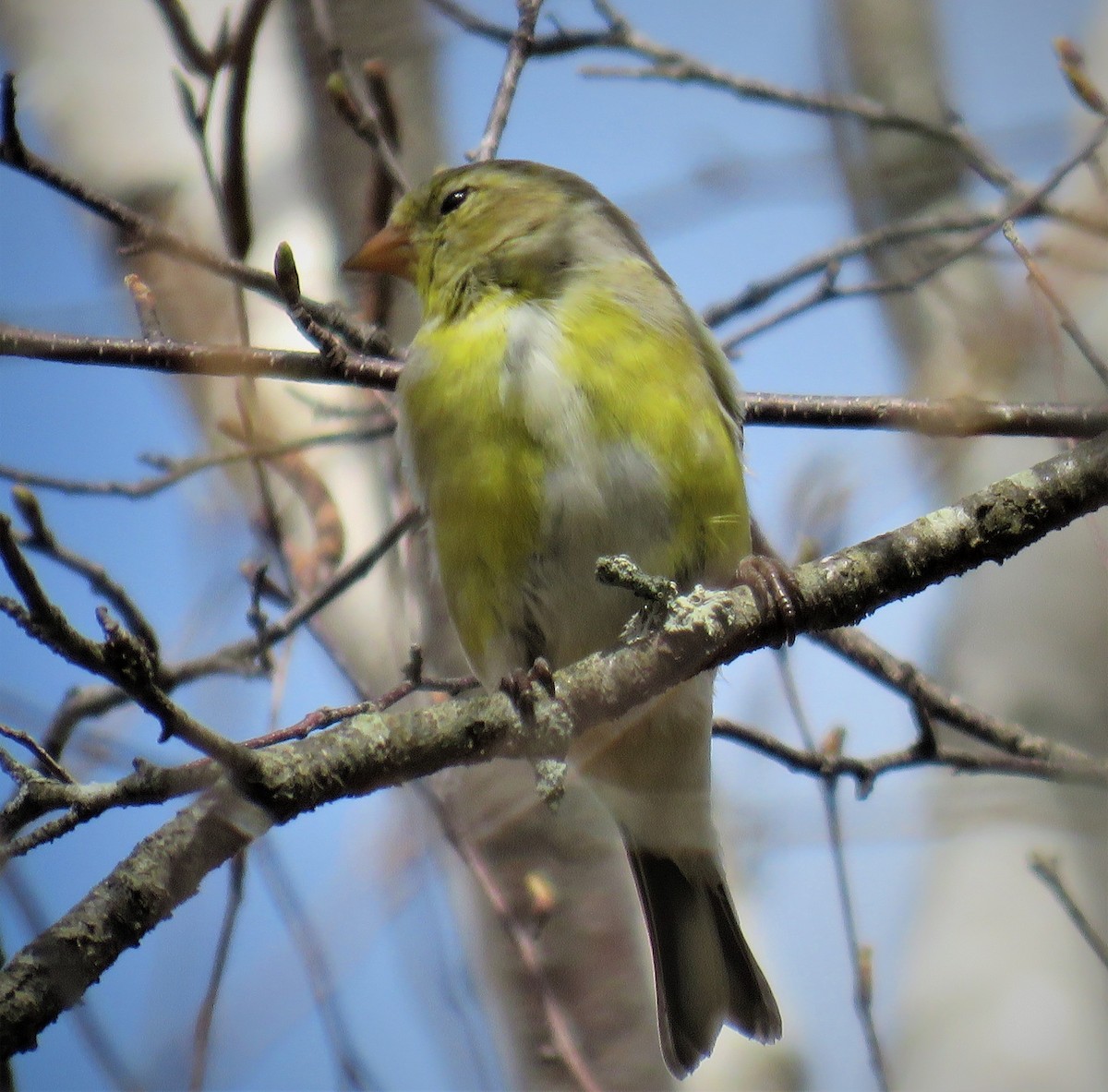 American Goldfinch - judy parrot-willis