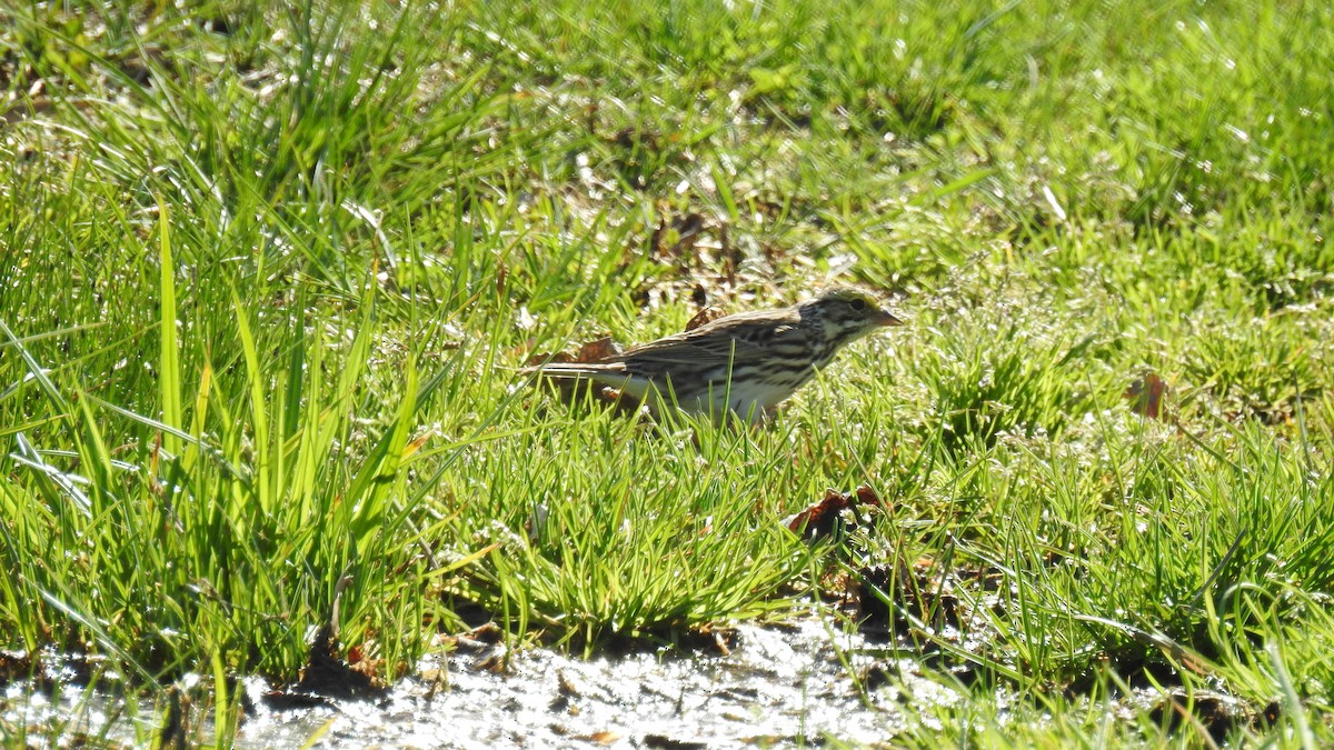 Savannah Sparrow (Savannah) - Anca Vlasopolos