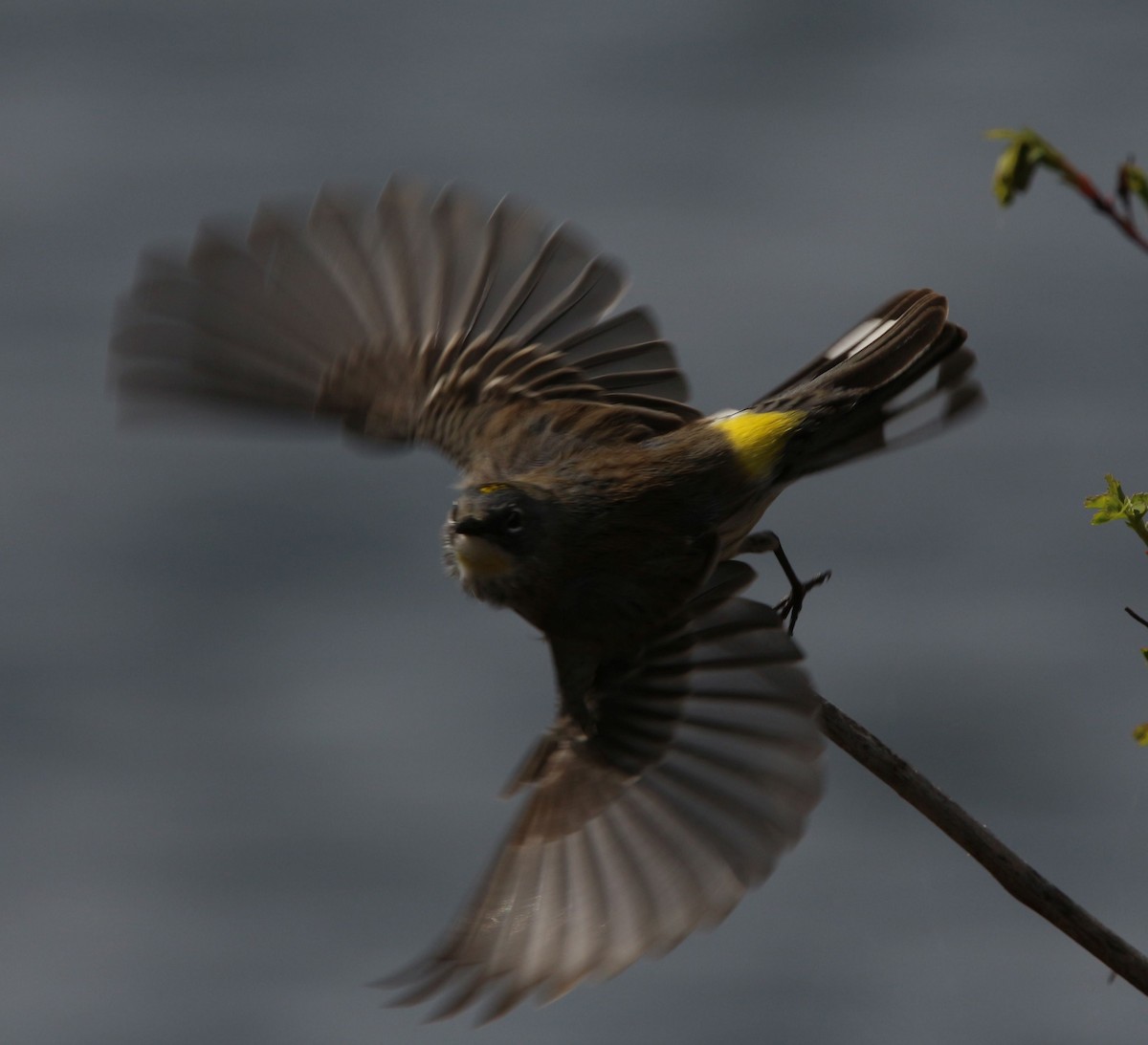 Yellow-rumped Warbler - Loren Kliewer