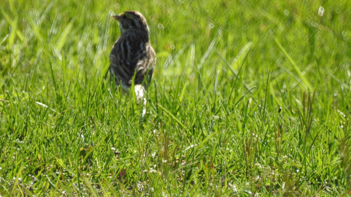 Savannah Sparrow (Savannah) - Anca Vlasopolos