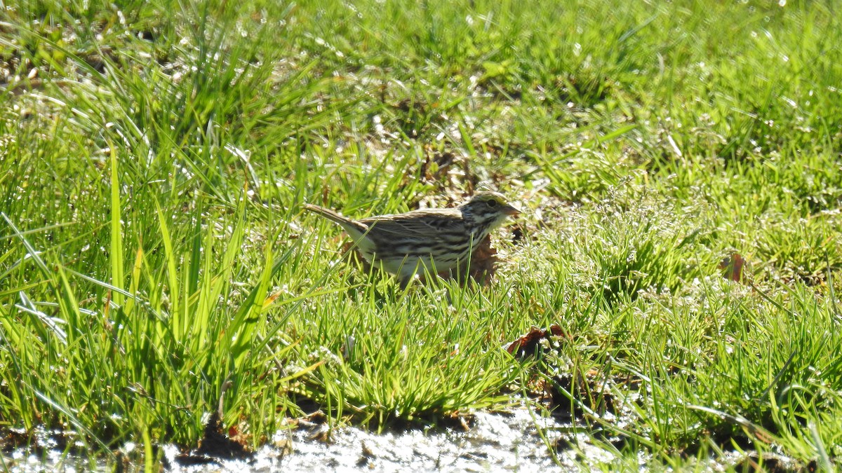 Savannah Sparrow (Savannah) - ML153850981
