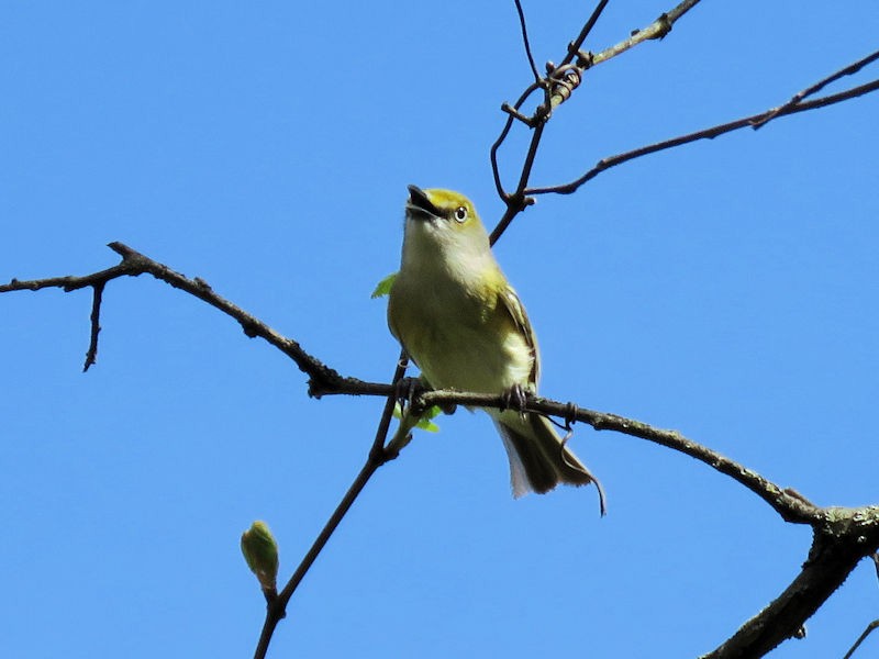 White-eyed Vireo - Dean Newhouse