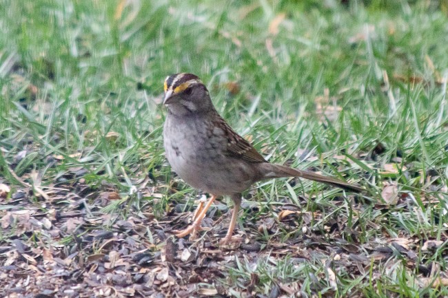 White-throated Sparrow - Ann Van Sant