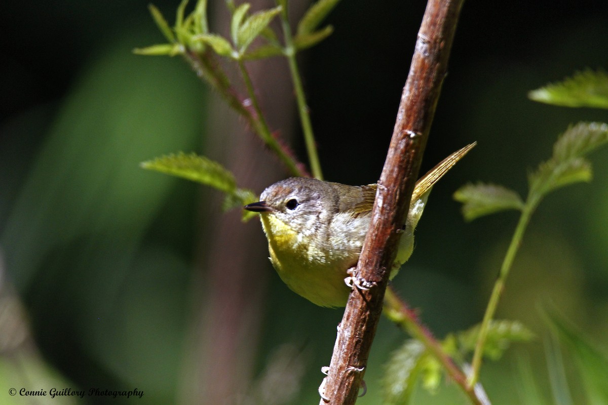 Common Yellowthroat - Connie Guillory