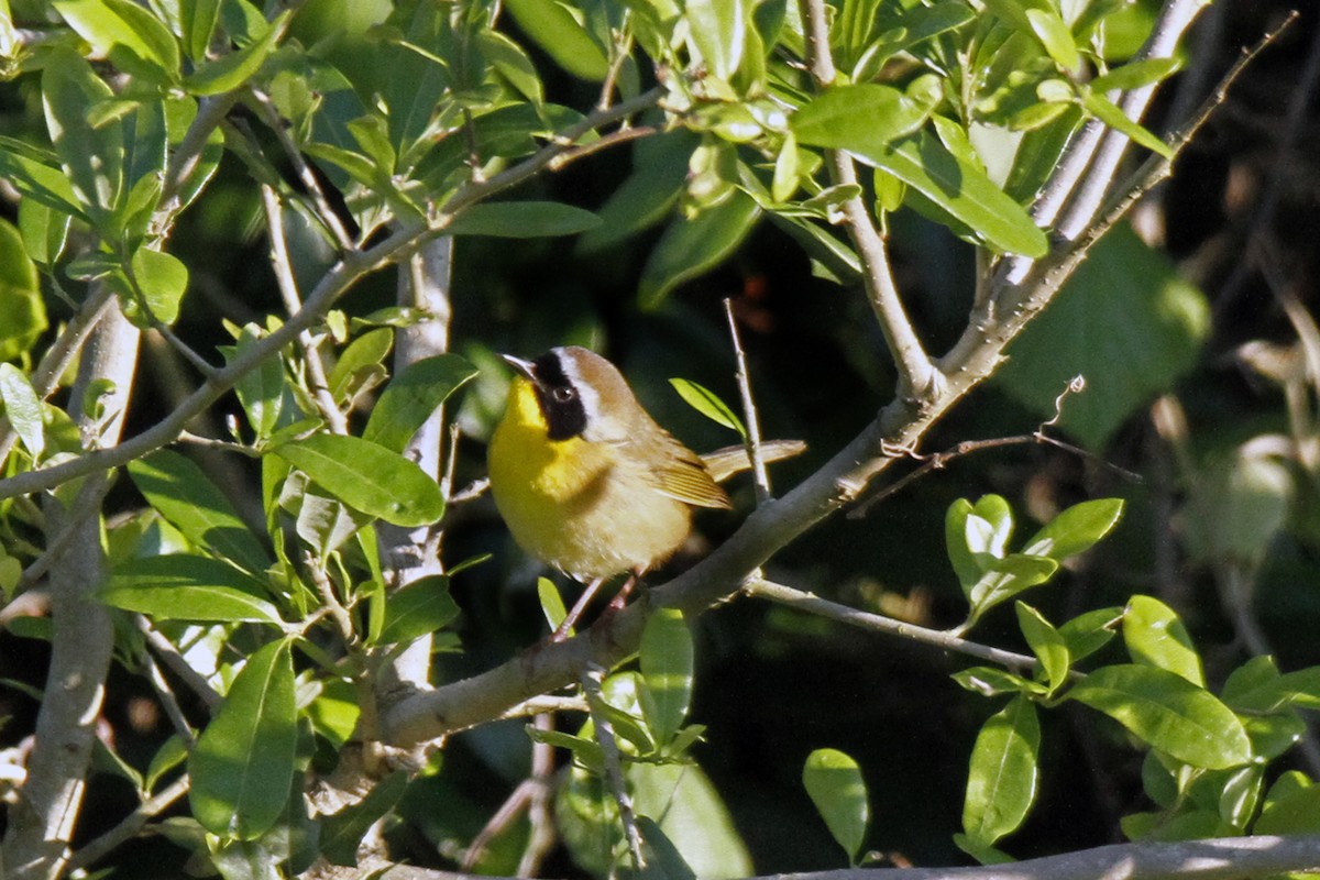 Common Yellowthroat - Connie Guillory