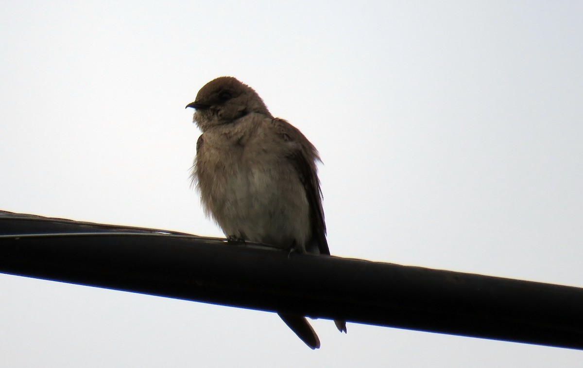Northern Rough-winged Swallow - ML153851741