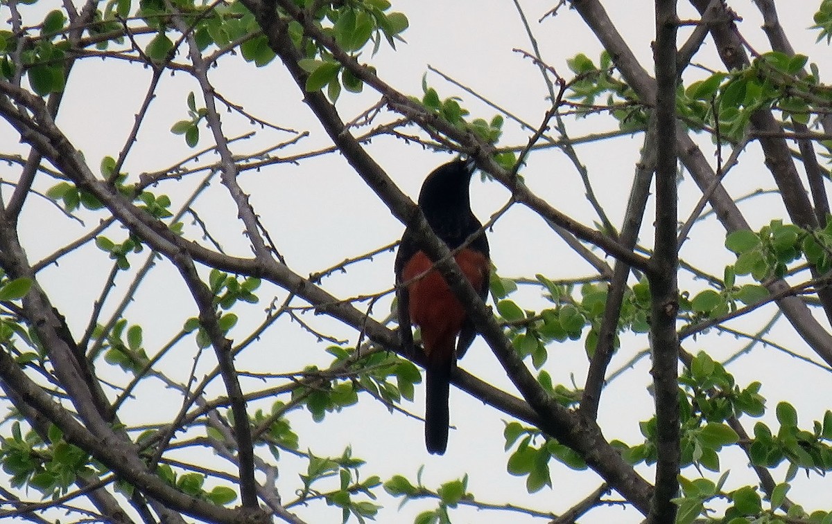 Orchard Oriole - ML153851841