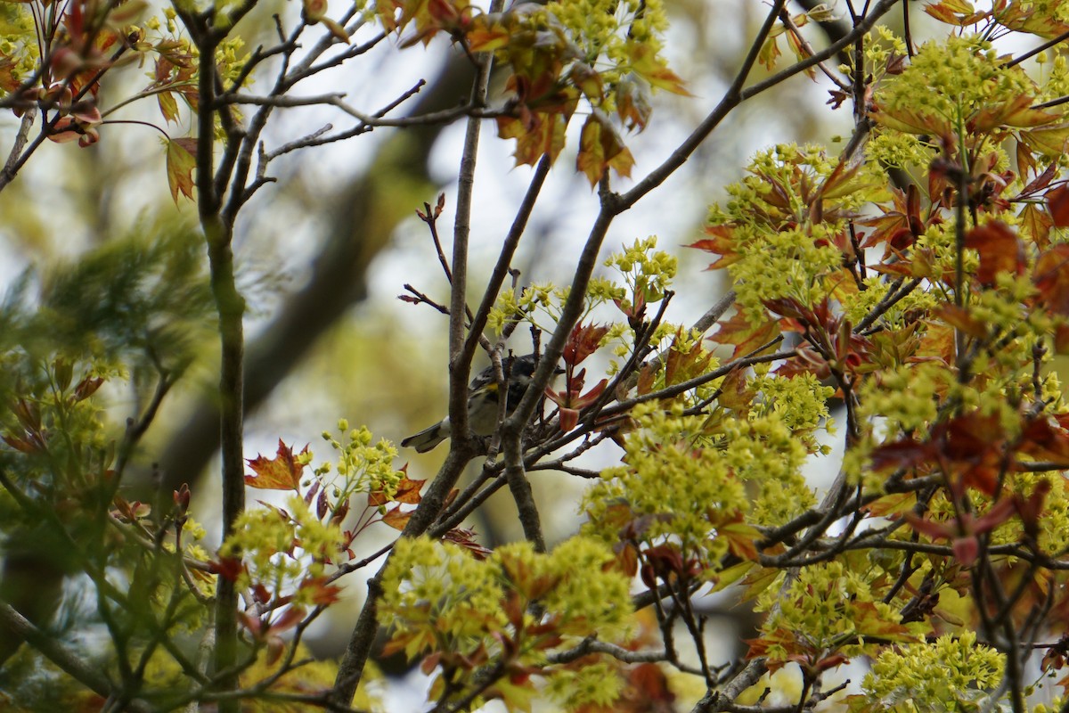 Yellow-rumped Warbler (Myrtle) - Melody Ragle