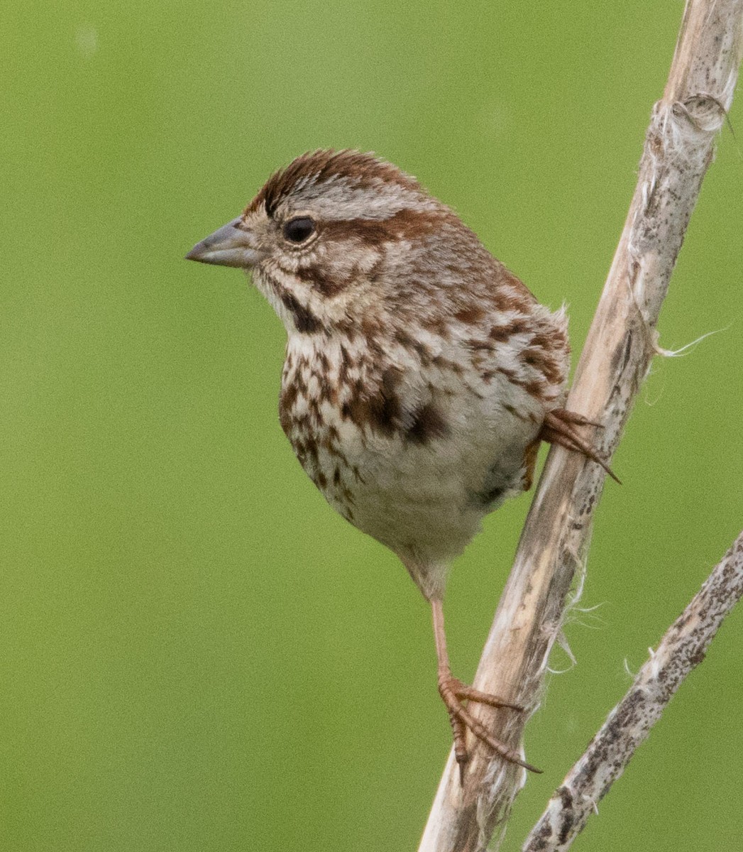Song Sparrow - Jim Grieshaber