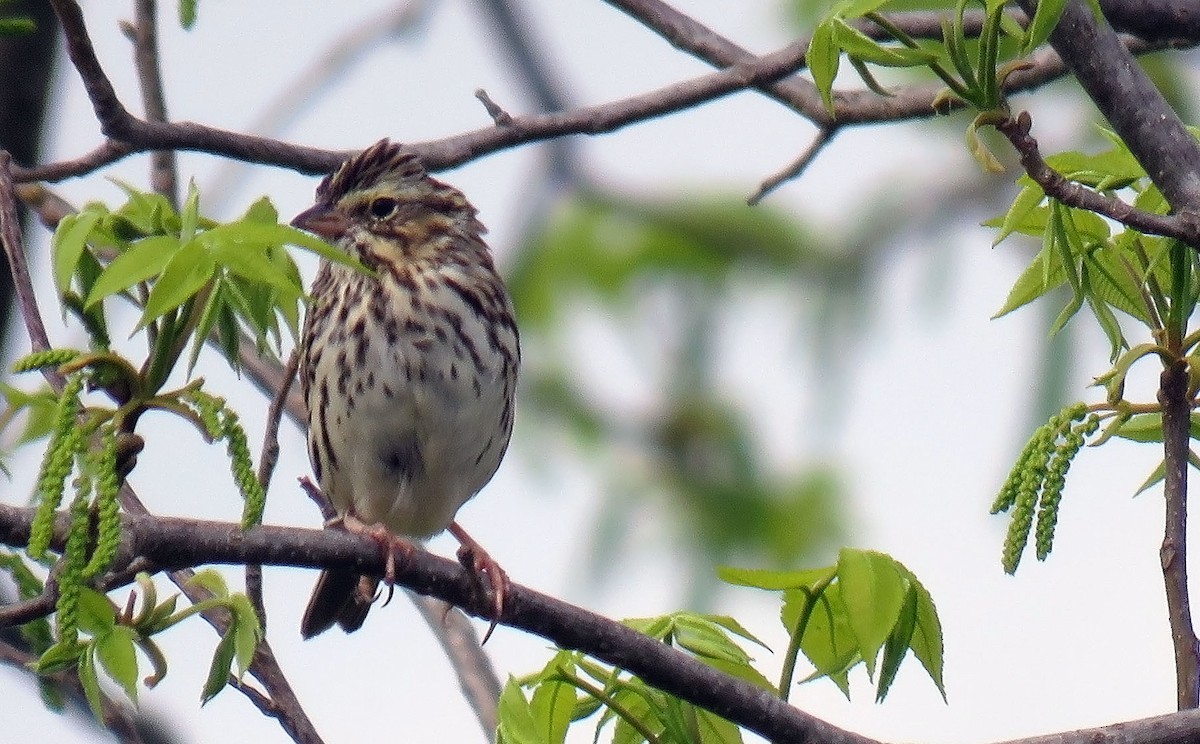 Savannah Sparrow - ML153852111