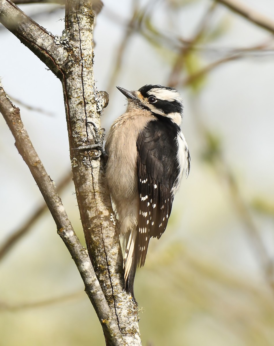 Downy Woodpecker - ML153852191
