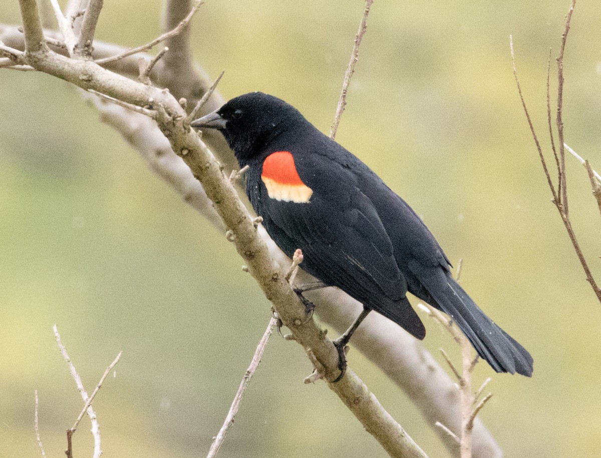 Red-winged Blackbird - Jim Grieshaber