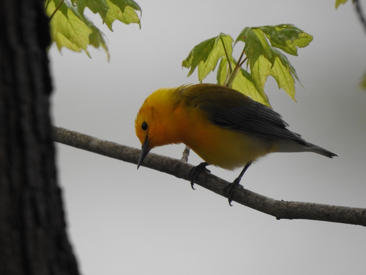 Prothonotary Warbler - Bill Stanley